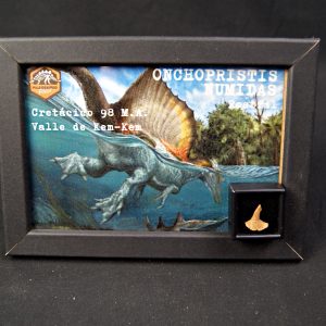 Onchopristis numidus