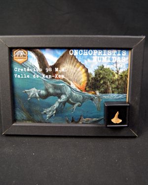 SONY DSC Onchopristis numidus