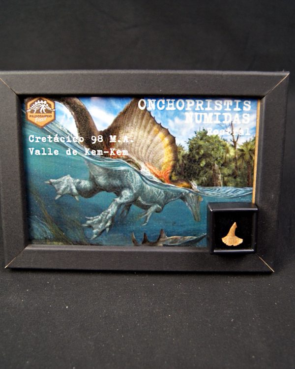 Onchopristis numidus