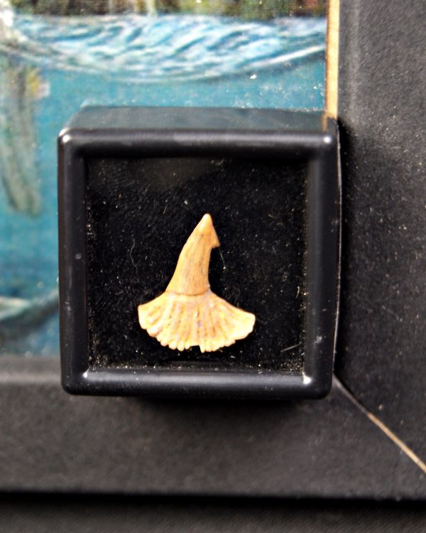 Onchopristis numidus