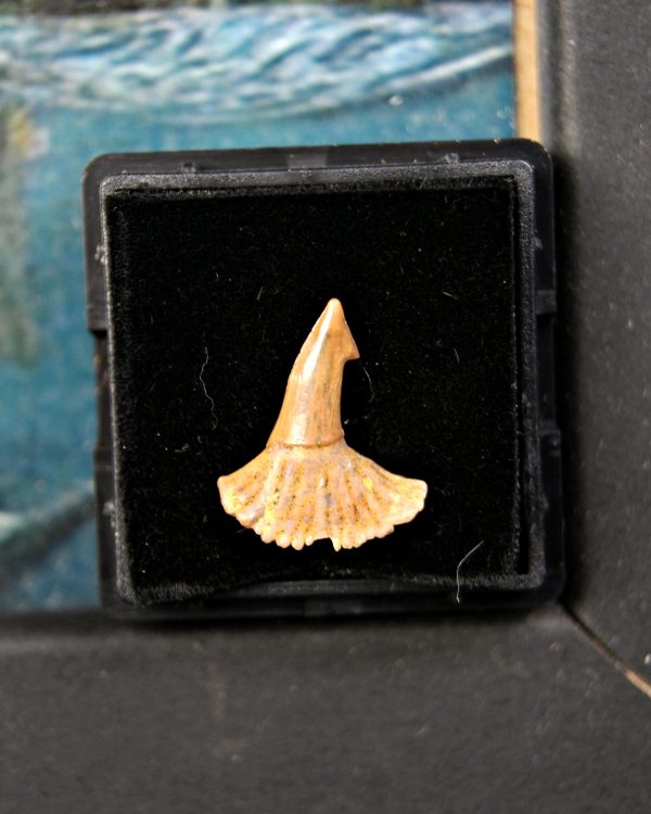 Onchopristis numidus