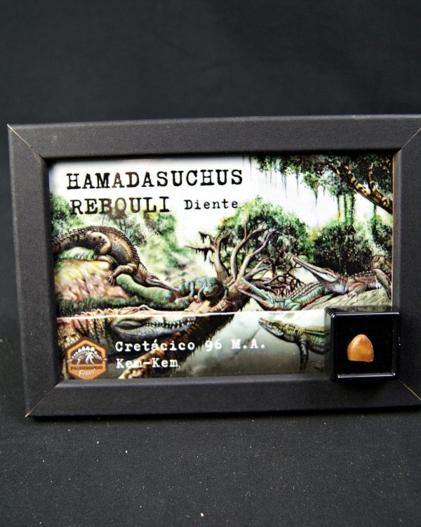 Hamadasuchus rebouli