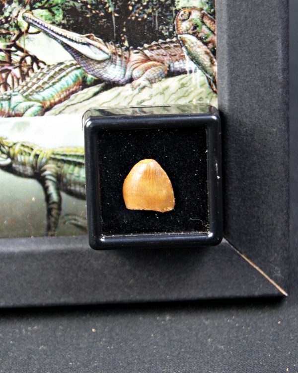 Hamadasuchus rebouli