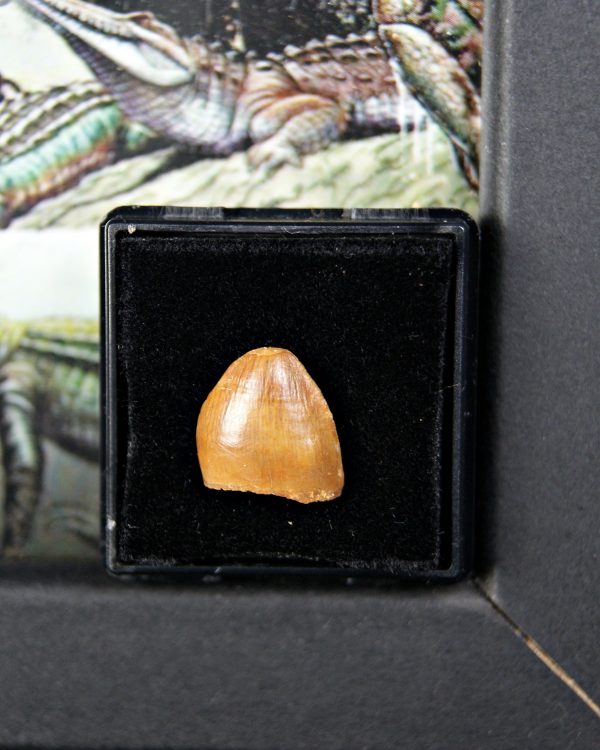 Hamadasuchus rebouli