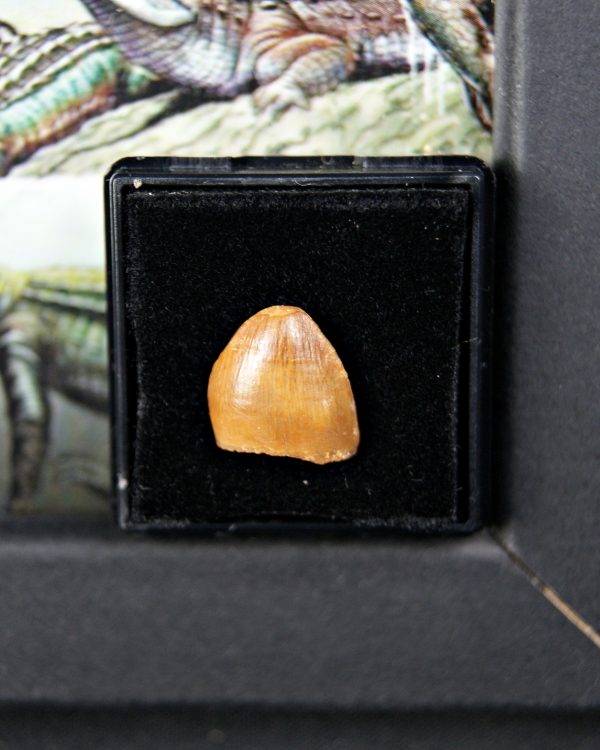 Hamadasuchus rebouli