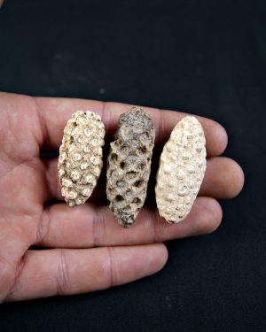 Piña fósil de conífera (und)