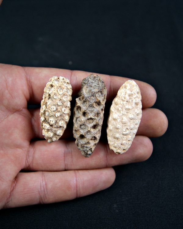 Piña fósil de conífera (und)