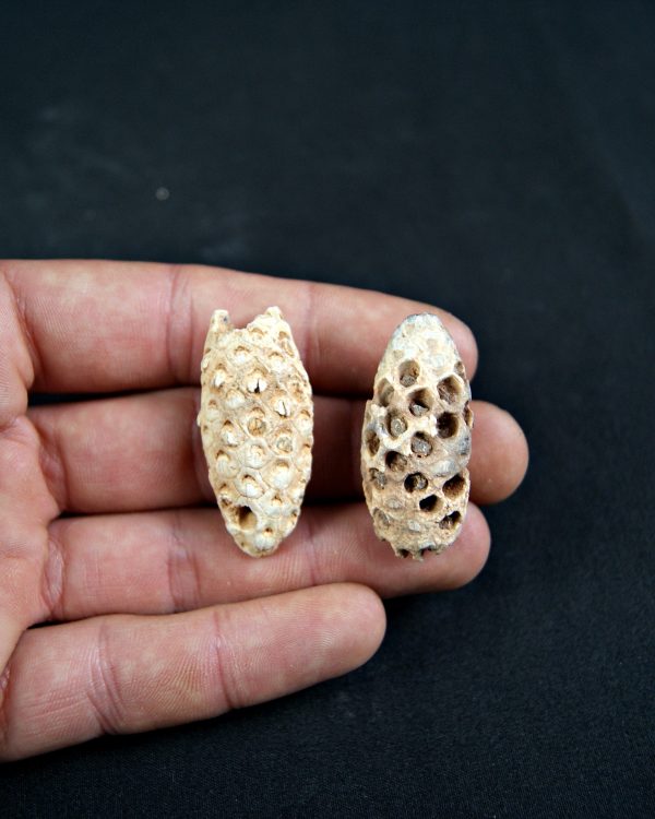 Piña fósil de conífera (und)