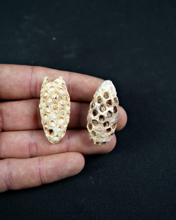 Piña fósil de conífera (und)