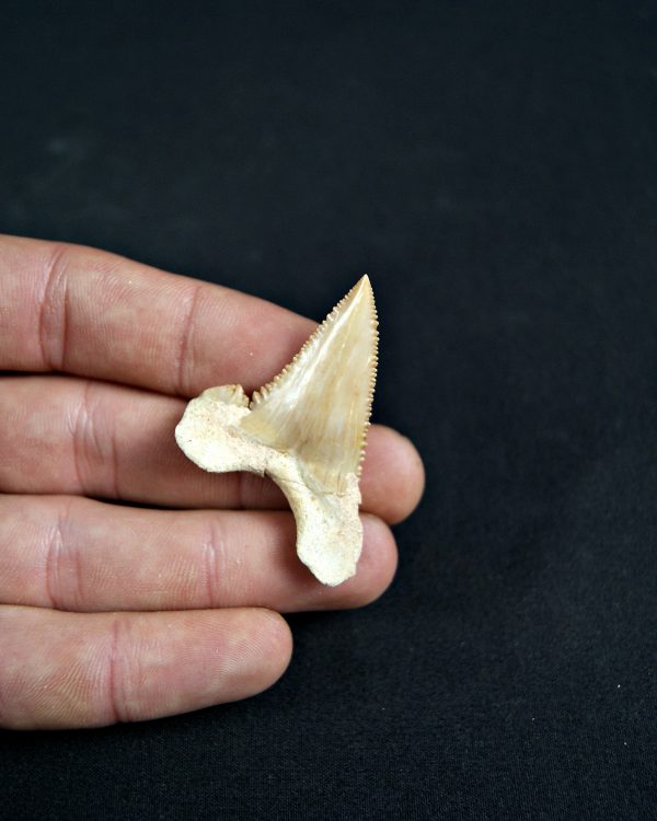 Paleocarcharodon orientalis