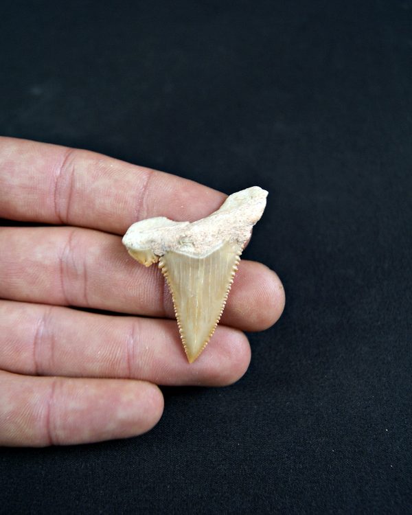 Paleocarcharodon orientalis