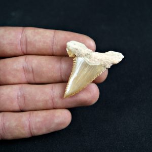 Paleocarcharodon orientalis
