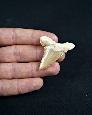 Paleocarcharodon orientalis