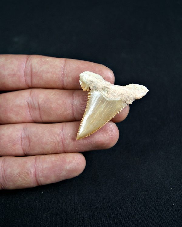 Paleocarcharodon orientalis