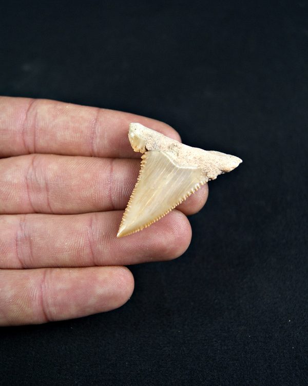 Paleocarcharodon orientalis