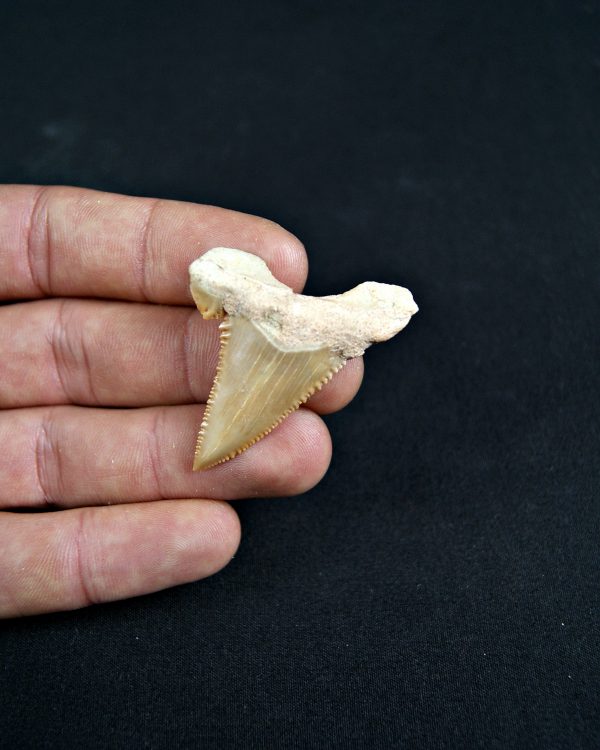 Paleocarcharodon orientalis