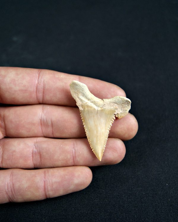 Paleocarcharodon orientalis