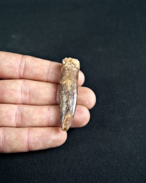 Rebbachisaurus garasbae