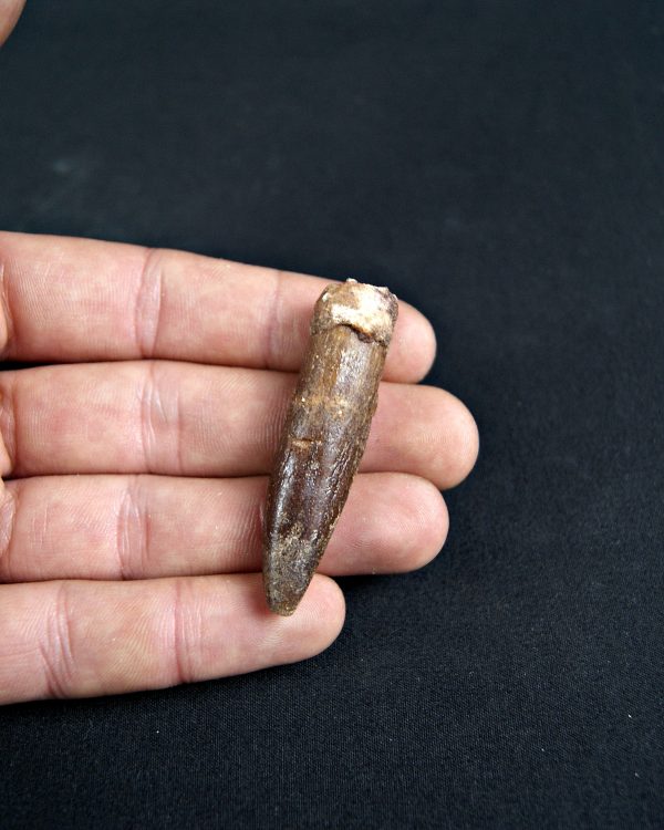 SONY DSC Rebbachisaurus garasbae