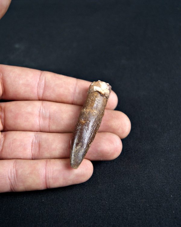 SONY DSC Rebbachisaurus garasbae