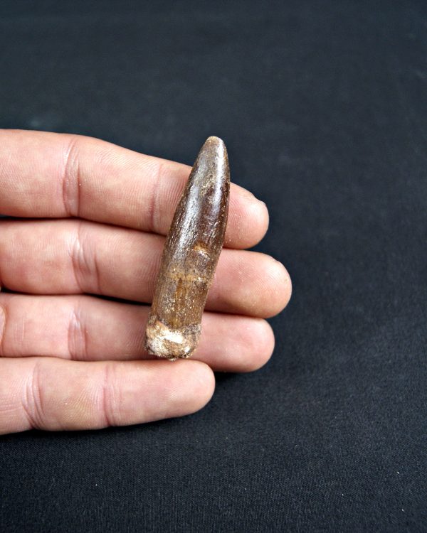 SONY DSC Rebbachisaurus garasbae