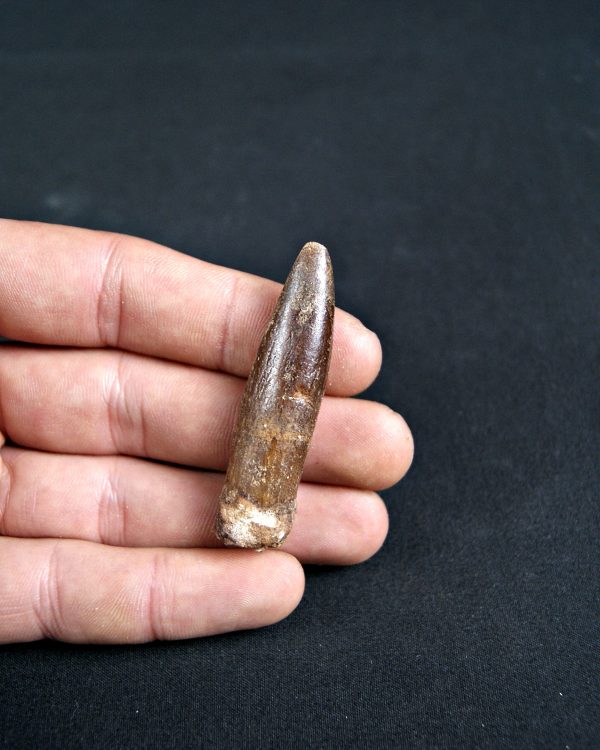 SONY DSC Rebbachisaurus garasbae