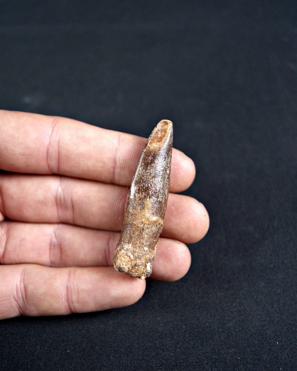 SONY DSC Rebbachisaurus garasbae