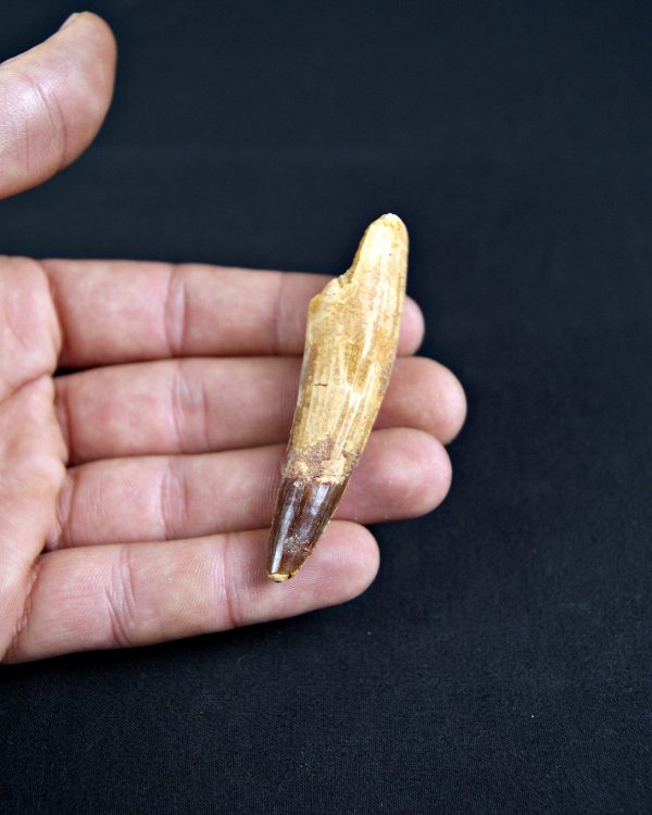 Spinosaurus aegyptiacus