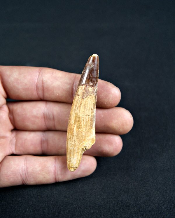 Spinosaurus aegyptiacus