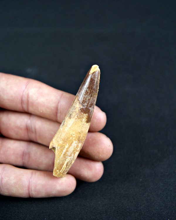 Spinosaurus aegyptiacus