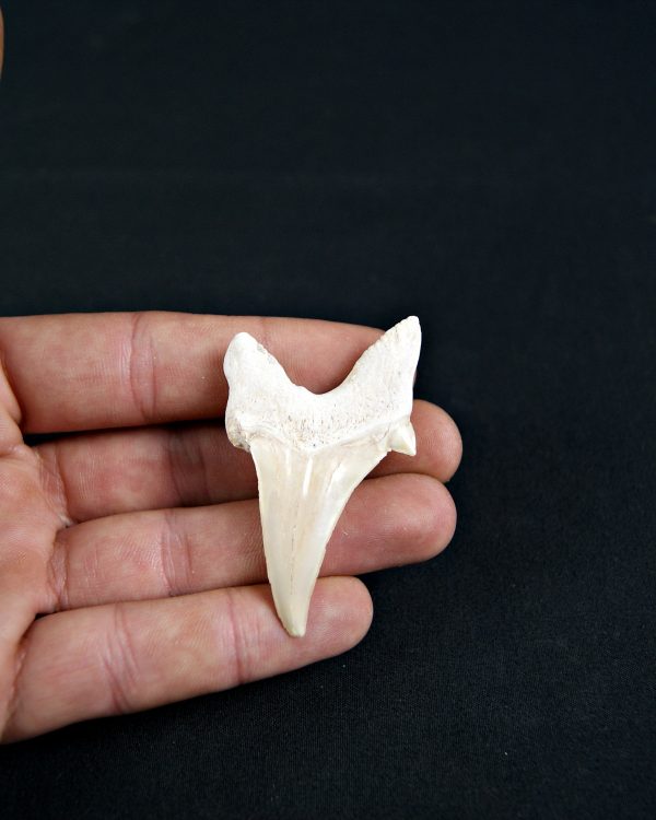 Diente patológico de Otodus