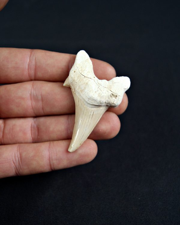 Diente patológico de Otodus