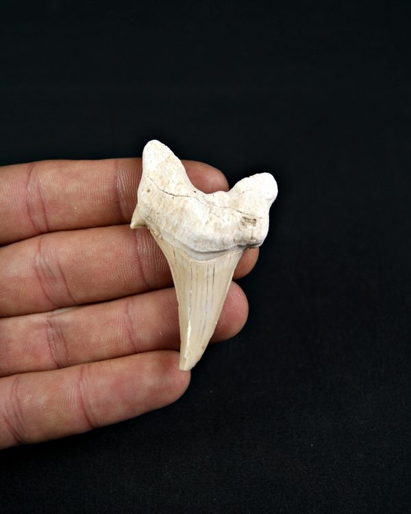 Diente patológico de Otodus