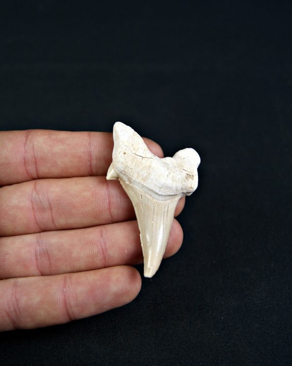 Diente patológico de Otodus