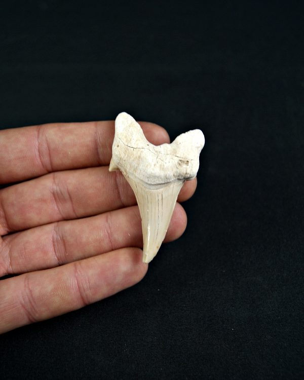 Diente patológico de Otodus