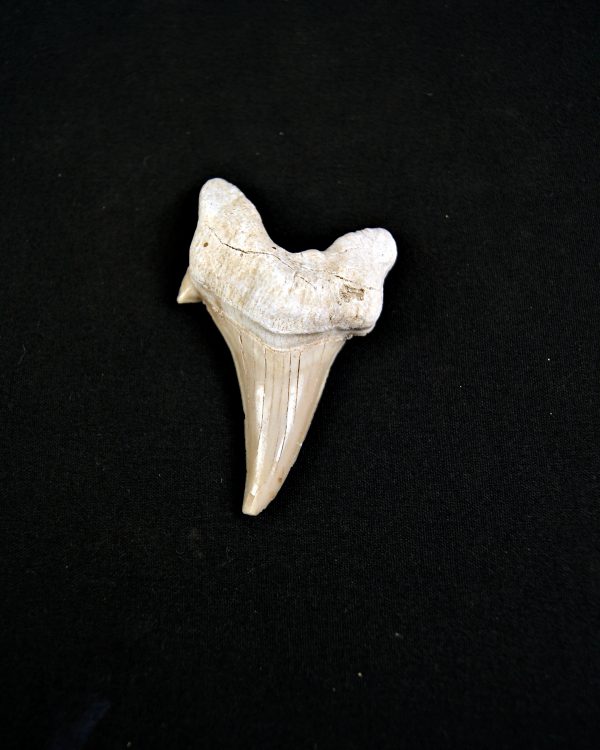 Diente patológico de Otodus