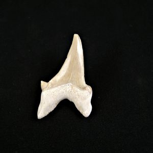 Diente patológico de Otodus