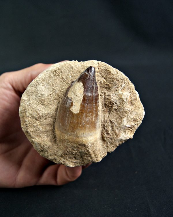 Thalassotitan atrox Mosasaurio