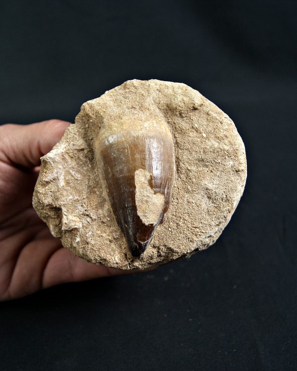 Thalassotitan atrox Mosasaurio