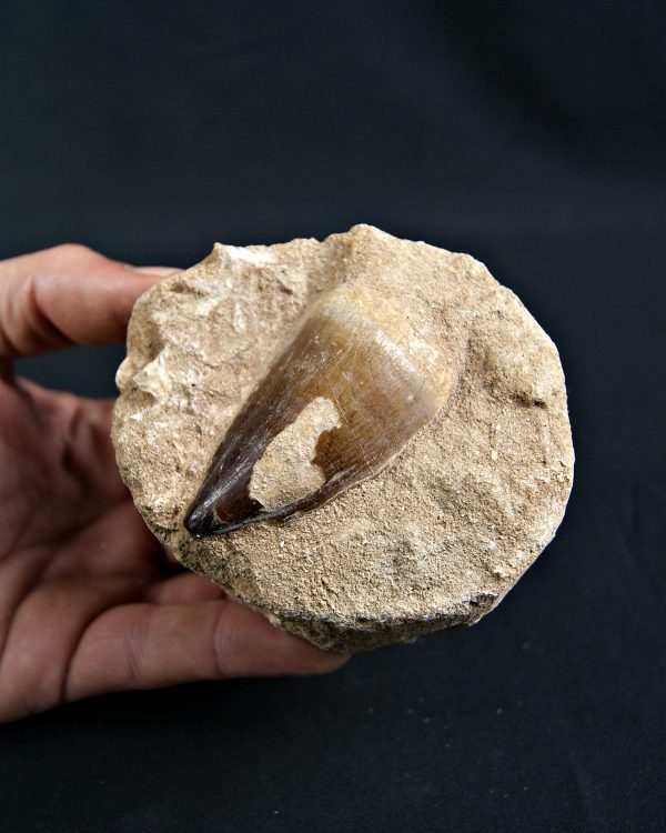 Thalassotitan atrox Mosasaurio