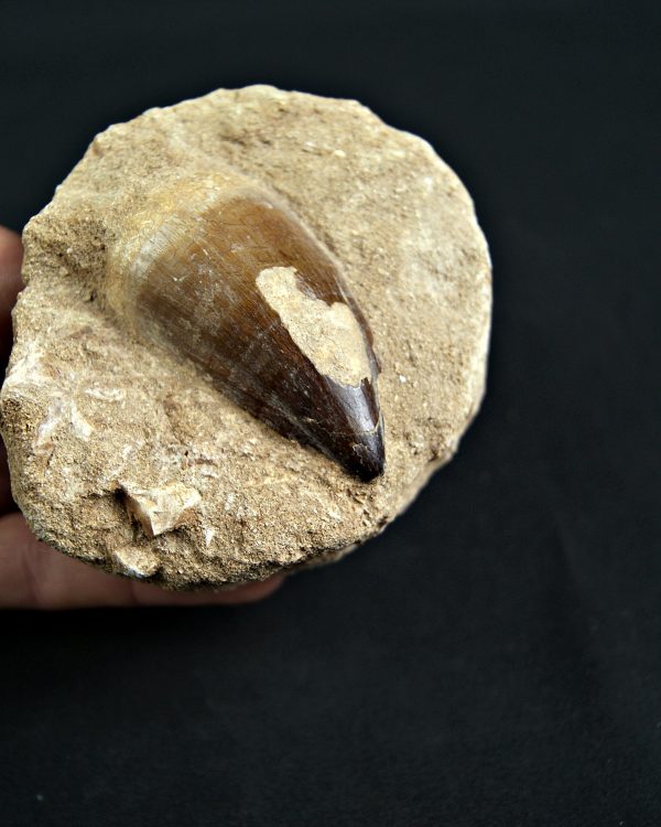 Thalassotitan atrox Mosasaurio