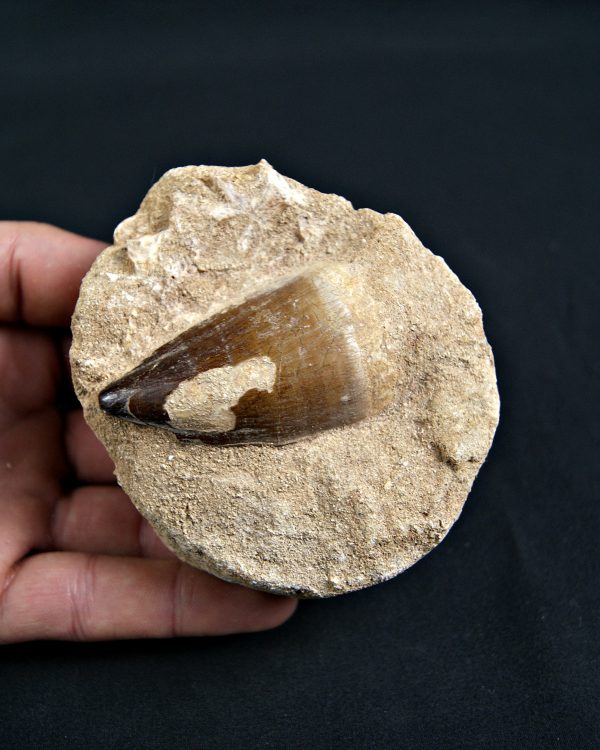 Thalassotitan atrox Mosasaurio