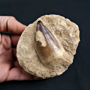 Thalassotitan atrox Mosasaurio