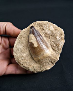 Thalassotitan atrox Mosasaurio