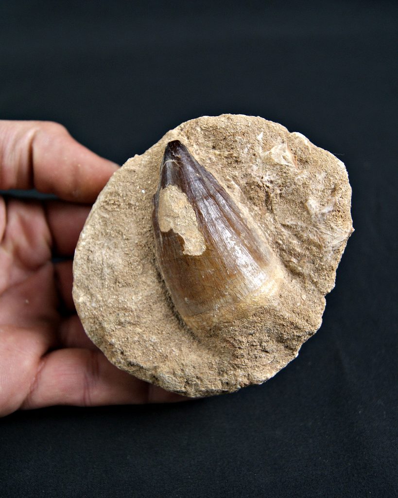 Thalassotitan atrox Mosasaurio