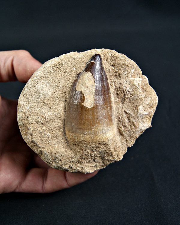 Thalassotitan atrox Mosasaurio