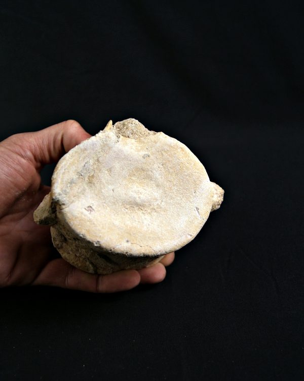 Vértebra de Plesiosaurio