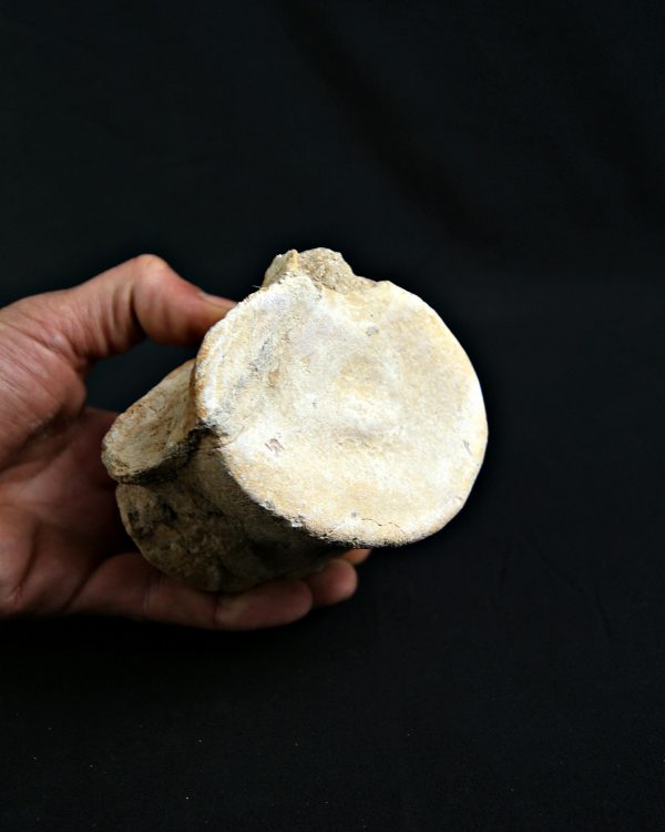 Vértebra de Plesiosaurio