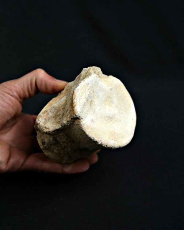 Vértebra de Plesiosaurio