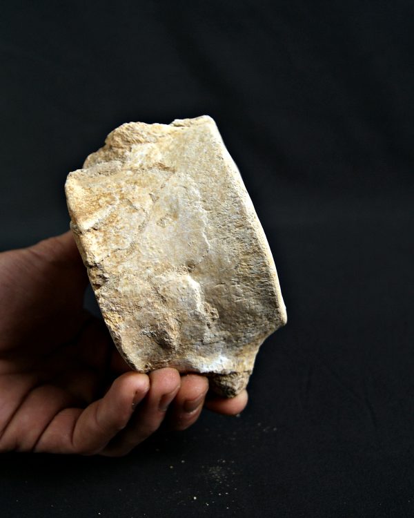 Vértebra de Plesiosaurio